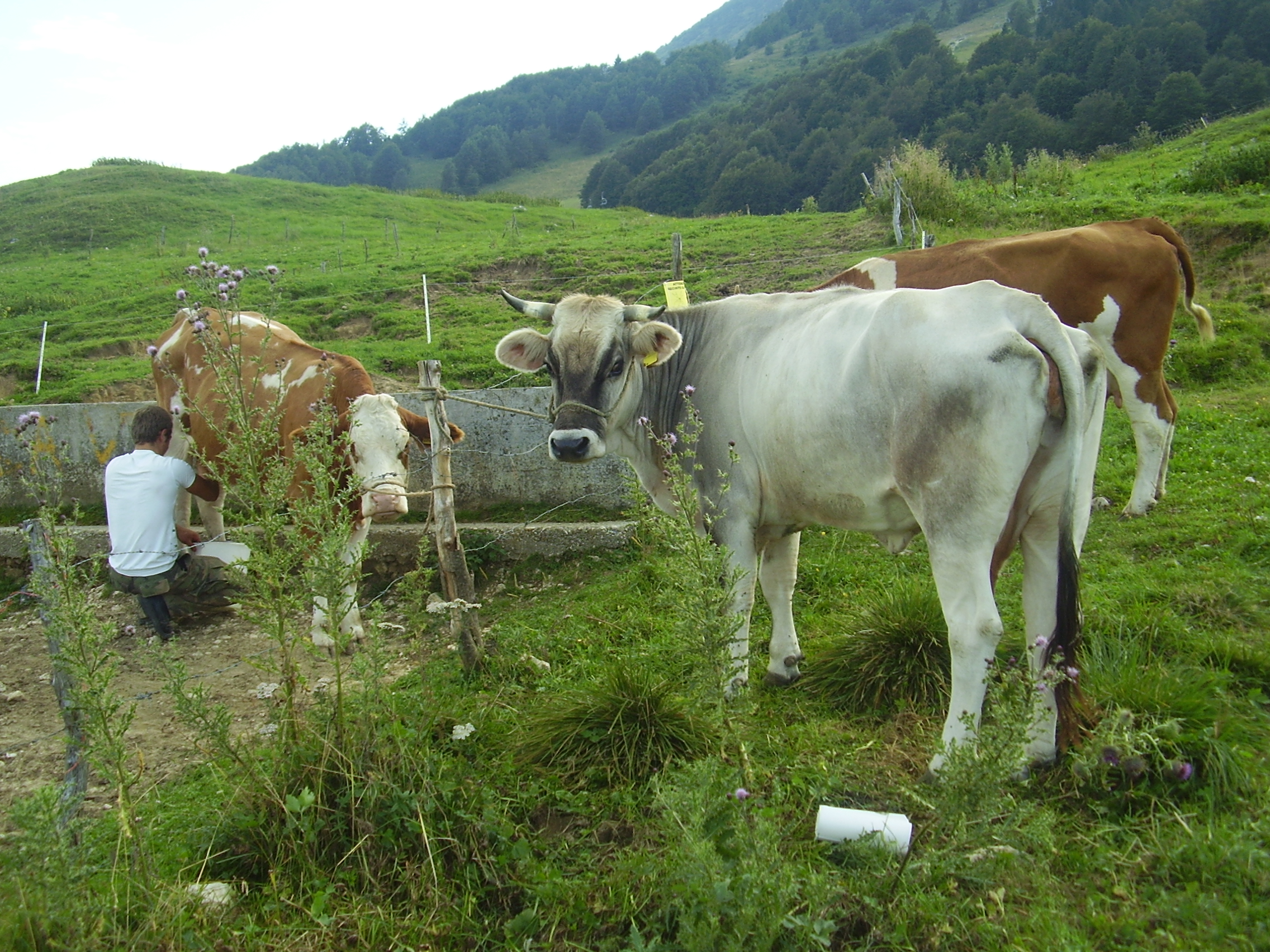 Il Segreto Del Formaggio Di Malga - Vita Trentina