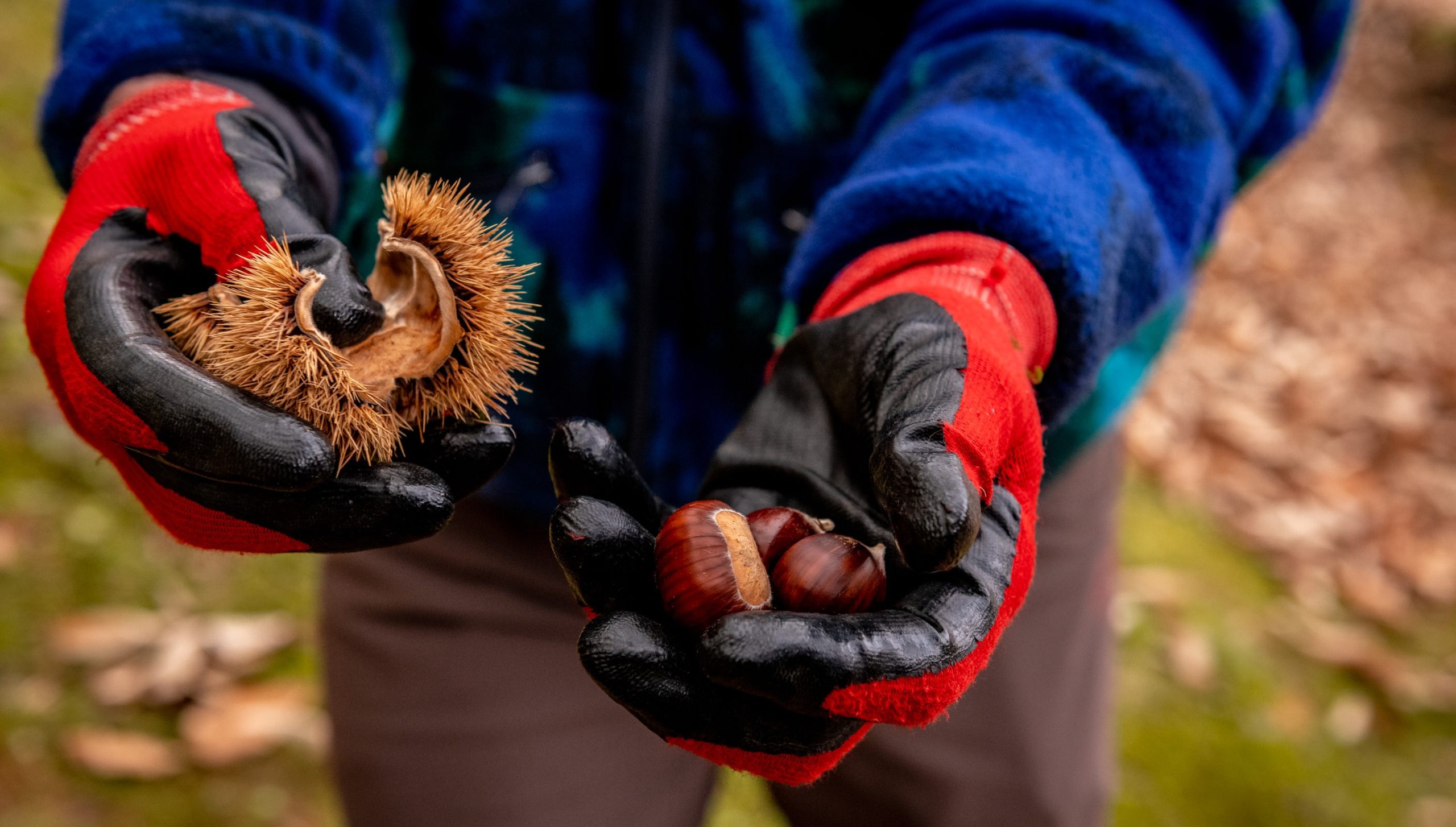 festa della castagna