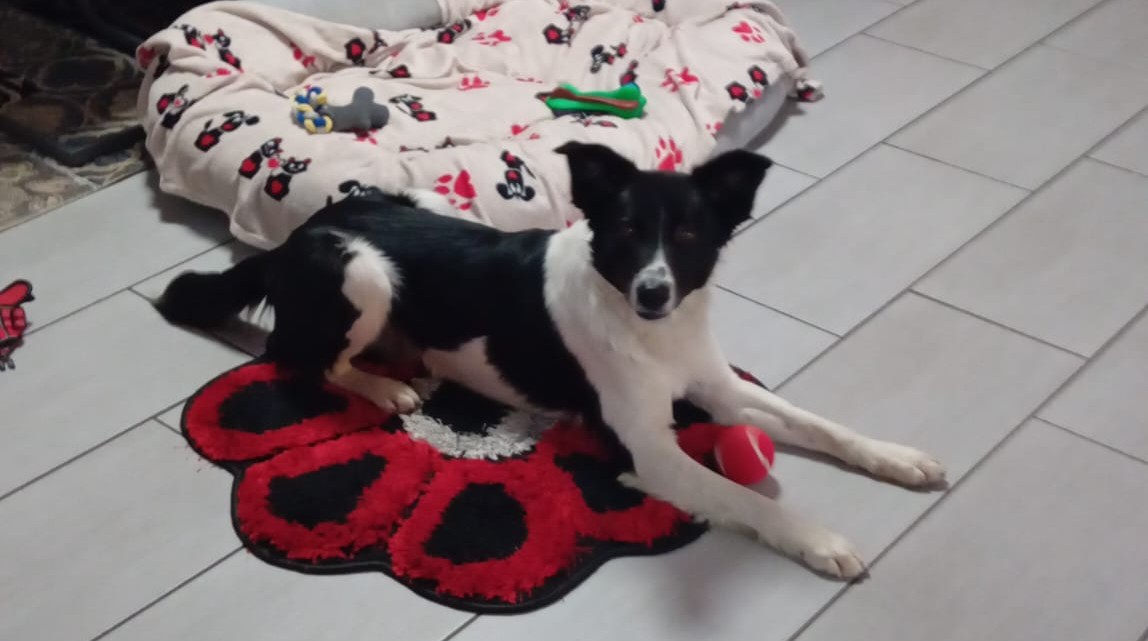 accattonaggio con animali