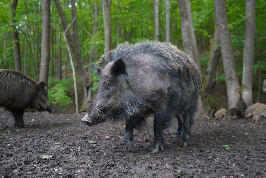 cinghiale